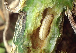 Squash Vine Borer Larva